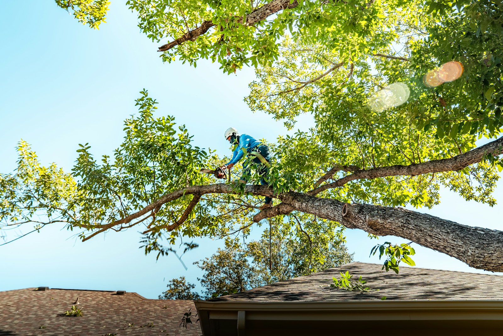 Certified arborist safely cutting a large tree in Ocala, Florida